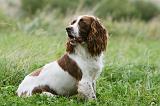 SPRINGER SPANIEL 089